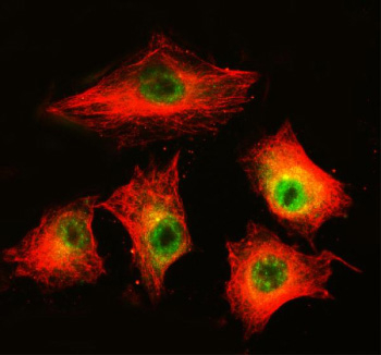 Immunofluorescent staining of MAML3 using anti-MAML3 antibody (green) and anti-Beta Tubulin antibody (red). MAML3 was detected in an immunocytochemical section of cells. Enzyme antigen retrieval was performed using IHC enzyme antigen retrieval reagent for 15 mins. The cells were blocked with 10% goat serum. And then incubated with 5 ug/ml rabbit anti-MAML3 antibody and mouse anti-Beta Tubulin antibody overnight at 4oC. DyLight 488 Conjugated Goat Anti-Rabbit IgG and Cy3 Conjugated Goat Anti-Mouse IgG were used as secondary antibody at 1:500 dilution and incubated for 30 minutes at 37oC. Visualize using a fluorescence microscope and filter sets appropriate for the label used.