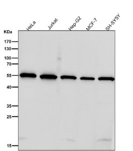 All lanes use the antibody at 1:8K dilution for 1 hour at room temperature. Predicted molecular weight ~55 kDa.