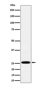 Western blot analysis of INMT expression in human A549 cell lysate using INMT antibody. Predicted molecular weight ~29 kDa.
