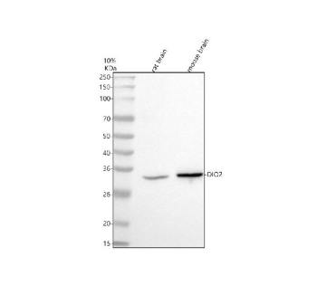 Western blot analysis of DIO2 using anti-DIO2 antibody. Electrophoresis was performed on a 10% SDS-PAGE gel at 80V (Stacking gel) / 120V (Resolving gel) for 2 hours. Lane 1: rat brain tissue lysates, Lane 2: mouse brain tissue lysates. After electrophoresis, proteins were transferred to a nitrocellulose membrane at 150 mA for 50-90 minutes. Blocked the membrane with 5% non-fat milk/TBS for 1.5 hour at RT. The membrane was incubated with rabbit anti-DIO2 antibody at 0.5 ug/ml overnight at 4oC, then washed with TBS-0.1%Tween 3 times with 5 minutes each and probed with a goat anti-rabbit IgG-HRP secondary antibody at a dilution of 1:5000 for 1.5 hour at RT. The signal was developed using an ECL Plus Western Blotting Substrate. The expected molecular weight of DIO2 is ~31 kDa.