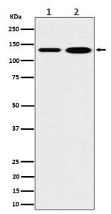 Western blot analysis of MYO1B expression in (1) human 293 cell lysate; (2) mouse heart lysate. Predicted molecular weight: ~125 kDa.