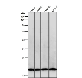 All lanes use the Pleiotrophin antibody at 1:5K dilution for 1 hour at room temperature. Predicted molecular weight ~19 kDa.