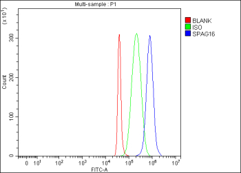 Flow Cytometry analysis of SH-SY5Y cells using anti-SPAG16 antibody. Overlay histogram showing SH-SY5Y cells stained with (Blue line). To facilitate intracellular staining, cells were fixed with 4% paraformaldehyde and permeabilized with permeabilization buffer. The cells were blocked with 10% normal goat serum. And then incubated with rabbit anti-SPAG16 antibody (1 ug/million cells) for 30 min at 20oC. DyLight 488 conjugated goat anti-rabbit IgG (5-10 ug/million cells) was used as secondary antibody for 30 minutes at 20oC. Isotype control antibody (Green line) was rabbit IgG (1 ug/million cells) used under the same conditions. Unlabelled sample (Red line) was also used as a control.