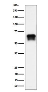 Western blot analysis of PCTAIRE1/CDK16 expression in BxPC-3 cell lysate using CDK16 antibody. CDK16 (~56 kDa predicted) was detected as a doublet migrating at ~65â70 kDa, consistent with phosphorylation-dependent mobility shifts previously described for PCTAIRE1. The upper band likely represents a hyperphosphorylated form of CDK16.