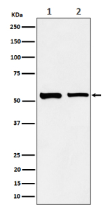 Western blot analysis of SNX4 expression in (1) human A431 cell lysate; (2) mouse RAW264.7 cell lysate. Predicted molecular weight ~52 kDa.