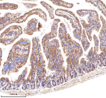 Immunohistochemical staining of LGR5 using anti-LGR5 antibody. LGR5 was detected in a paraffin-embedded section of mouse small intestine tissue. Heat mediated antigen retrieval was performed in EDTA buffer (pH 8.0, epitope retrieval solution). The tissue section was blocked with 10% goat serum. The tissue section was then incubated with 2 ug/ml rabbit anti-LGR5 antibody overnight at 4oC. Peroxidase Conjugated Goat Anti-rabbit IgG was used as secondary antibody and incubated for 30 minutes at 37oC. The tissue section was developed using an HRP secondary and DAB substrate.