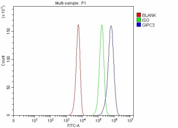 Flow Cytometry analysis of K562 cells using anti-GIPC3 antibody. Overlay histogram showing K562 cells stained with (Blue line). To facilitate intracellular staining, cells were fixed with 4% paraformaldehyde and permeabilized with permeabilization buffer. The cells were blocked with 10% normal goat serum. And then incubated with rabbit anti-GIPC3 antibody (1 ug/million cells) for 30 min at 20oC. DyLight 488 conjugated goat anti-rabbit IgG (5-10 ug/million cells) was used as secondary antibody for 30 minutes at 20oC. Isotype control antibody (Green line) was rabbit IgG (1 ug/million cells) used under the same conditions. Unlabelled sample without incubation with primary antibody and secondary antibody (Red line) was used as a blank control.