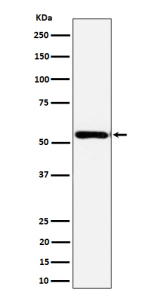 Western blot analysis of AER61 expression in human Caco 2 cell lysate using EOGT antibody. EOGT (~62 kDa predicted) was detected as a strong band at ~52 kDa, consistent with the predominant processed isoform reported for the active enzyme following post-translational maturation in the ER.