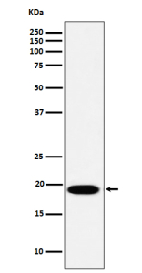 Western blot analysis of MSRB3 expression in HeLa cell lysate. Predicted molecular weight ~21 kDa.