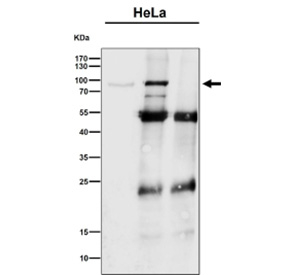 Immunoprecipitation analysis using the antibody at 1:50 dilution (Western blot at 1:1000 dilution). Predicted molecular weight ~89 kDa.