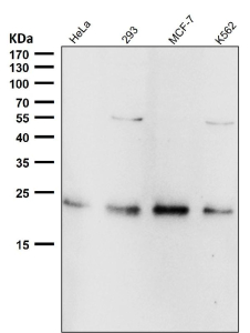 All lanes use the RAB22A antibody at 1:2000 dilution for 1 hour at room temperature. Predicted molecular weight ~22 kDa.