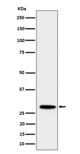 Western blot analysis of PSMB10 expression in human Daudi cell lysate using PSMB10 antibody. Predicted molecular weight ~29 kDa.