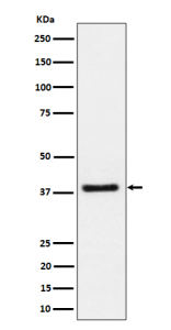 Western blot analysis of UCHL5IP/HAUS7 expression in human Jurkat cell lysate using HAUS7 antibody. Predicted molecular weight ~40 kDa.