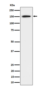 Western blot analysis of SAFB expression in human 293 cell lysate shows a strong band at ~150 kDa, higher than the predicted ~102 kDa, consistent with the phosphorylated and structurally disordered nature of the SAFB protein that causes slower migration on SDS-PAGE.