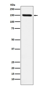 Western blot analysis of CD163 expression in human fetal liver cell lysate probed with anti-CD163 antibody shows a strong band at ~150 kDa, higher than the predicted ~130 kDa, consistent with the mature N-glycosylated form of the CD163 membrane receptor.