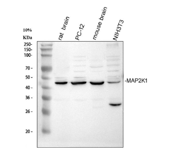 Western blot analysis of MAP2K1 using anti-MAP2K1 antibody. Electrophoresis was performed on a 10% SDS-PAGE gel at 80V (Stacking gel) / 120V (Resolving gel) for 2 hours. Lane 1: rat brain tissue lysates, Lane 2: rat PC-12 whole cell lysates, Lane 3: mouse brain tissue lysates, Lane 4: mouse NH/3T3 whole cell lysates. After electrophoresis, proteins were transferred to a nitrocellulose membrane at 150 mA for 50-90 minutes. Blocked the membrane with 5% non-fat milk/TBS for 1.5 hour at RT. The membrane was incubated with rabbit anti-MAP2K1 antibody at 0.5 ug/ml overnight at 4oC, then washed with TBS-0.1%Tween 3 times with 5 minutes each and probed with a goat anti-rabbit IgG-HRP secondary antibody at a dilution of 1:5000 for 1.5 hour at RT. The signal is developed using an ECL Plus Western Blotting Substratewith Tanon 5200 system. A specific band was detected for MAP2K1 at approximately 45 kDa. The expected molecular weight of MAP2K1 is ~45 kDa.
