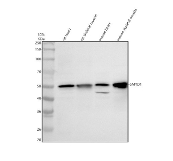 Western blot analysis of SMYD1 using anti-SMYD1 antibody. Electrophoresis was performed on a 10% SDS-PAGE gel at 80V (Stacking gel) / 120V (Resolving gel) for 2 hours. Lane 1: rat heart tissue lysates, Lane 2: rat skeletal muscle tissue lysates, Lane 3: mouse heart tissue lysates, Lane 4: mouse skeletal muscle tissue lysates. After electrophoresis, proteins were transferred to a nitrocellulose membrane at 150 mA for 50-90 minutes. Blocked the membrane with 5% non-fat milk/TBS for 1.5 hour at RT. The membrane was incubated with rabbit anti-SMYD1 antibody at 0.5 ug/ml overnight at 4oC, then washed with TBS-0.1%Tween 3 times with 5 minutes each and probed with a goat anti-rabbit IgG-HRP secondary antibody at a dilution of 1:5000 for 1.5 hour at RT. The signal was developed using an ECL Plus Western Blotting Substrate. A specific band was detected for SMYD1 at approximately 57 kDa. The expected molecular weight of SMYD1 is ~57 kDa.