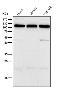 All lanes use the UBA7 antibody at 1:2000 dilution for 1 hour at room temperature. Predicted molecular weight ~112 kDa.