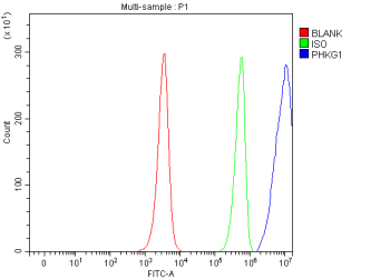 Flow Cytometry analysis of JK cells using anti-PHKG1 antibody. Overlay histogram showing JK cells stained with (Blue line). To facilitate intracellular staining, cells were fixed with 4% paraformaldehyde and permeabilized with permeabilization buffer. The cells were blocked with 10% normal goat serum. And then incubated with rabbit anti-PHKG1 antibody (1 ug/million cells) for 30 min at 20oC. DyLight 488 conjugated goat anti-rabbit IgG (5-10 ug/million cells) was used as secondary antibody for 30 minutes at 20oC. Isotype control antibody (Green line) was rabbit IgG (1 ug/million cells) used under the same conditions. Unlabelled sample (Red line) was also used as a control.