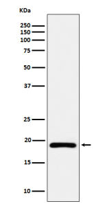 Western blot analysis of DUT expression in Ramos cell lysate using DUT antibody. Bands corresponding to the mitochondrial (~24-27 kDa) and the shorter nuclear/cytosolic (~18-21 kDa) isoforms can be detected; the ~18 kDa isoform can appear as a doublet consistent with modification- and processing-dependent mobility.