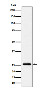 Western blot analysis of INMT/TEMT expression in human A549 cell lysate using INMT antibody. Predicted molecular weight ~29 kDa.