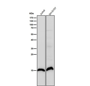 All lanes use the antibody at 1:1000 dilution for 1 hour at room temperature. Predicted molecular weight ~15 kDa.