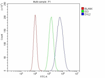 Flow Cytometry analysis of cells using anti-DVL2 antibody. Overlay histogram showing cells stained with (Blue line). To facilitate intracellular staining, cells were fixed with 4% paraformaldehyde and permeabilized with permeabilization buffer. The cells were blocked with 10% normal goat serum. And then incubated with rabbit anti-DVL2 antibody (1 ug/million cells) for 30 min at 20oC. DyLight 488 conjugated goat anti-rabbit IgG (5-10 ug/million cells) was used as secondary antibody for 30 minutes at 20oC. Isotype control antibody (Green line) was rabbit IgG (1 ug/million cells) used under the same conditions. Unlabelled sample without incubation with primary antibody and secondary antibody (Red line) was used as a blank control.