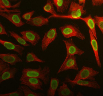 Immunofluorescent staining of APOBEC3C using anti-APOBEC3C antibody (green) and anti-Beta Tubulin antibody (red). APOBEC3C was detected in immunocytochemical section of HELA cell. Enzyme antigen retrieval was performed using IHC enzyme antigen retrieval reagent for 15 mins. The cells were blocked with 10% goat serum. And then incubated with 5 ug/ml rabbit anti-APOBEC3C antibody and mouse anti-Beta Tubulin antibody overnight at 4oC. DyLight 488 Conjugated Goat Anti-Rabbit IgG and Cy3 Conjugated Goat Anti-Mouse IgG were used as secondary antibody at 1:500 dilution and incubated for 30 minutes at 37oC. Visualize using a fluorescence microscope and filter sets appropriate for the label used.