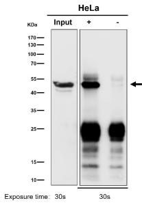 Immunoprecipitation analysis using the antibody at 1:50 dilution. (Western blot at 1:500 dilution)