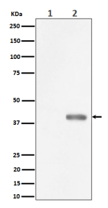 Western blot analysis of Phospho-PBK/TOPK (Thr9) expression in (1) HeLa cell lysate; (2) HeLa cell treated with Nocodazole lysate using Phospho-PBK (Thr9) Antibody. Predicted molecular weight of the PBK protein is ~36 kDa