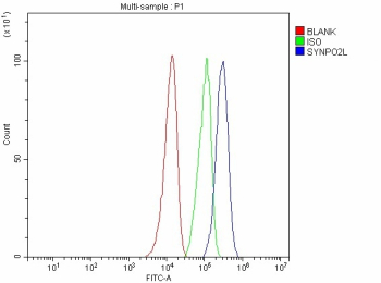 Flow Cytometry analysis of SH-SY5Y cells using anti-SYNPO2L antibody. Overlay histogram showing SH-SY5Y cells stained with (Blue line). To facilitate intracellular staining, cells were fixed with 4% paraformaldehyde and permeabilized with permeabilization buffer. The cells were blocked with 10% normal goat serum. And then incubated with rabbit anti-SYNPO2L antibody (1 ug/million cells) for 30 min at 20oC. DyLight 488 conjugated goat anti-rabbit IgG (5-10 ug/million cells) was used as secondary antibody for 30 minutes at 20oC. Isotype control antibody (Green line) was rabbit IgG (1 ug/million cells) used under the same conditions. Unlabelled sample without incubation with primary antibody and secondary antibody (Red line) was used as a blank control.