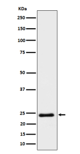 Western blot analysis of Mras expression in human HeLa cell lysate using MRAS antibody. Predicted molecular weight ~24 kDa.