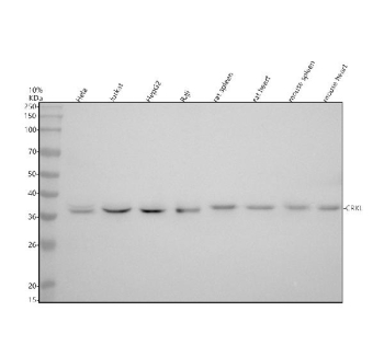 Western blot analysis of CRKL using anti-CRKL antibody. Electrophoresis was performed on a 10% SDS-PAGE gel at 80V (Stacking gel) / 120V (Resolving gel) for 2 hours. Lane 1: human Hela whole cell lysates, Lane 2: human Jurkat whole cell lysates, Lane 3: human HepG2 whole cell lysates, Lane 4: human Raji whole cell lysates, Lane 5: rat spleen tissue lysates, Lane 6: rat heart tissue lysates, Lane 7: mouse spleen tissue lysates, Lane 8: mouse heart tissue lysates. After electrophoresis, proteins were transferred to a nitrocellulose membrane at 150 mA for 50-90 minutes. Blocked the membrane with 5% non-fat milk/TBS for 1.5 hour at RT. The membrane was incubated with rabbit anti-CRKL antibody at 1:500 overnight at 4oC, then washed with TBS-0.1%Tween 3 times with 5 minutes each and probed with a goat anti-rabbit IgG-HRP secondary antibody at a dilution of 1:5000 for 1.5 hour at RT. The signal was developed using an ECL Plus Western Blotting Substrate. A specific band was detected for CRKL at approximately 37 kDa. The expected molecular weight of CRKL is 34-39 kDa.