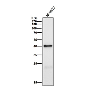 Mouse NIH 3T3 cell lysate tested with the Phospho-PRAS40 (Thr246) antibody at 1:1000 dilution for 1 hour at room temperature. Predicted molecular weight ~40 kDa.