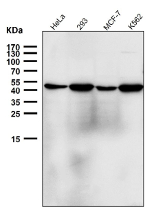 Western blot testing using the NFE2 antibody at 1:2000 dilution for 1 hour at room temperature. Predicted molecular weight ~41 kDa, observed at 41-45 kDa.