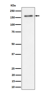Western blot analysis of TMF expression in human HeLa cell lysate using TMF1 antibody. TMF1 western blot shows a major band at ~160 kDa. Although the calculated mass is ~123 kDa, TMF1 is a coiled-coil Golgi scaffold that commonly migrates above its predicted size, consistent with the observed band.