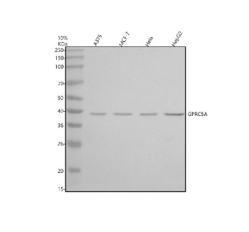 Western blot analysis of RAI3/GPRC5A using anti-GPRC5A antibody. Electrophoresis was performed on a 10% SDS-PAGE gel at 80V (Stacking gel) / 120V (Resolving gel) for 2 hours. Lane 1: human whole cell lysates, Lane 2: human MCF-7 whole cell lysates, Lane 3: human Hela whole cell lysates, Lane 4: human HepG2 whole cell lysates. After electrophoresis, proteins were transferred to a nitrocellulose membrane at 150 mA for 50-90 minutes. Blocked the membrane with 5% non-fat milk/TBS for 1.5 hour at RT. The membrane was incubated with rabbit anti-GPRC5A antibody at 0.5 ug/ml overnight at 4oC, then washed with TBS-0.1%Tween 3 times with 5 minutes each and probed with a goat anti-rabbit IgG-HRP secondary antibody at a dilution of 1:5000 for 1.5 hour at RT. The signal was developed using an ECL Plus Western Blotting Substrate. A specific band was detected for RAI3/GPRC5A at approximately 40 kDa. The expected molecular weight of RAI3/GPRC5A is at 40 kDa.