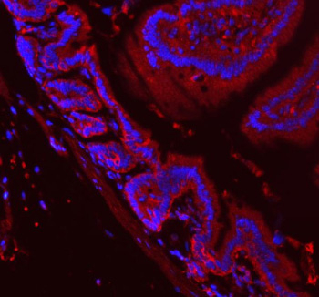 Immunofluorescent staining of APH1A using anti-APH1A antibody (red). APH1A was detected in a paraffin-embedded section of mouse colon tissue. Heat mediated antigen retrieval was performed in EDTA buffer (pH 8.0, epitope retrieval solution). The tissue section was blocked with 10% goat serum. The tissue section was then incubated with 5 ug/ml rabbit anti-APH1A antibody overnight at 4oC. DyLight 550 Conjugated Donkey Anti-Rabbit IgG was used as secondary antibody at 1:500 dilution and incubated for 30 minutes at 37oC. The section was counterstained with DAPI nuclear stain (blue). Visualize using a fluorescence microscope and filter sets appropriate for the label used.