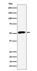 Western blot analysis of PPP2R5E expression in human 293 cell lysate using PPP2R5E antibody. Predicted molecular weight: 50~56kDa.