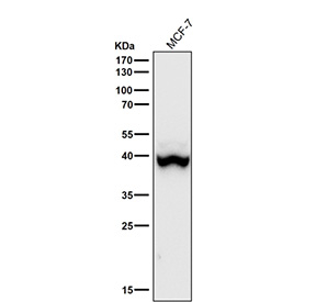 Western blot using the Phospho-p38 (Thr180) antibody and MCF-7 cell lysate shows a predominant band at ~38-40 kDa consistent with p38 alpha, with a faint higher species (~41-42 kDa) attributable to p38 beta or a more highly phosphorylated pool.