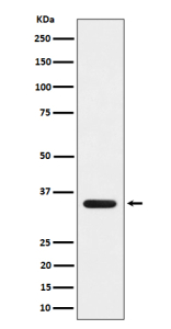 Western blot analysis of DEGS1 expression in human 293 cell lysate using DEGS1 antibody. Predicted molecular weight ~38 kDa.