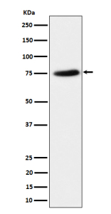 Western blot analysis of PPM1G expression in HeLa cell lysate. Predicted molecular weight ~59 kDa, commonly observed at 59-75 kDa.