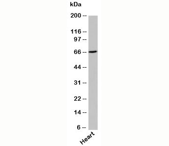 UNC93B Antibody western blot with human samples