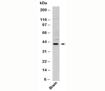 Viperin Antibody western blot with human samples