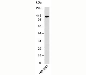 Importin-9 antibody western blot of human samples