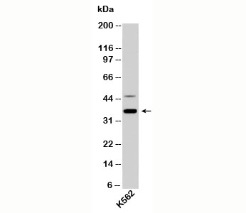 NIFK Antibody western blot of human samples
