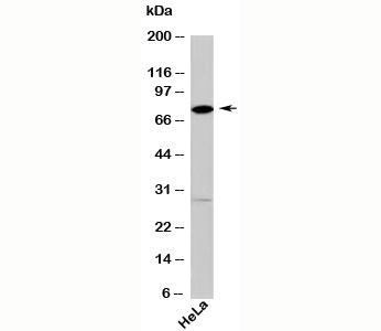 DDX4 antibody western blot with human samples
