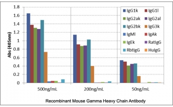 ELISA of mouse immunoglobulins shows the recombinant Mouse IgG antibody reacts to mouse IgG1, IgG2a, IgG2b, and IgG3; no cross reactivity with IgM, IgA, IgE, human IgG, rat IgG, and rabbit IgG. The plate was coated with 50 ng/well of different immunoglobulins. 500 ng/mL, 200 ng/mL, or 50 ng/mL of RMG07 was used as the primary and an alkaline phosphatase conjugated anti-goat IgG as the secondary.
