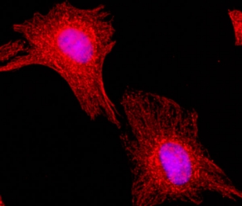 ICC staining of human HeLa cells using the recombinant Alpha Tubulin antibody at 1:200 (red) and nuclei with DAPI (blue).