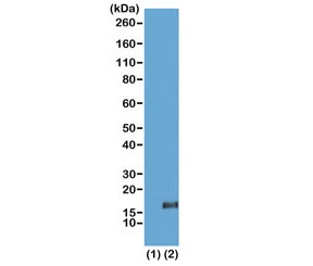 Western blot of recombinant histone H3.3 (1) and acid extracts of HeLa cells (2), using the recombinant H3K36me3 antibody at 2 ug/ml showed a band of Histone H3 trimethylated at Lysine 36 (K36me3) in HeLa cells.